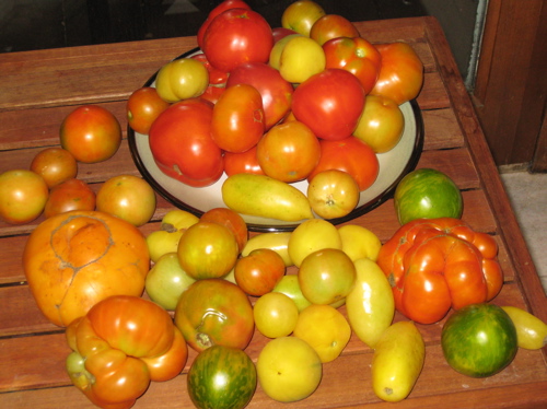 10lbs_tomatoes.jpg