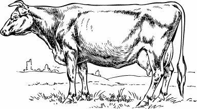 cow_sketched