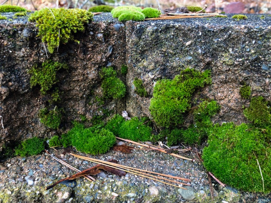 cliff-garden-moss